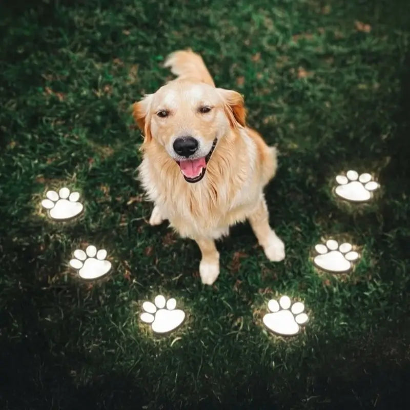 PawGlow